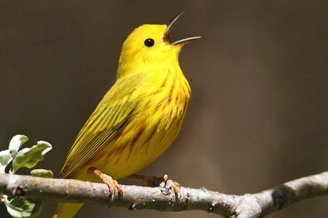 Observer les oiseaux à l'oreille ou apprendre à identifier les oiseaux par le son est une compétence