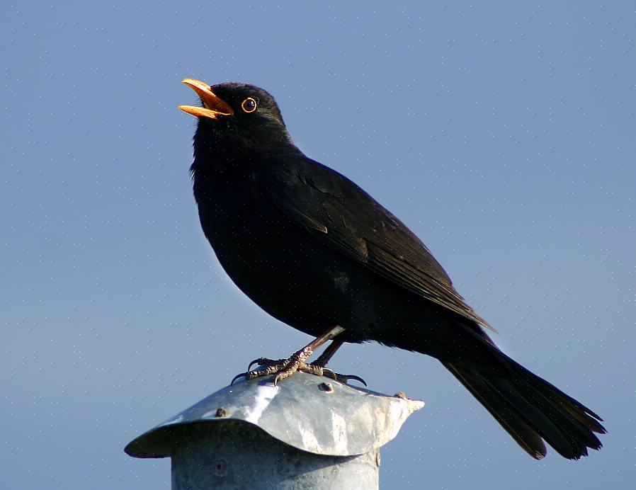 Les ornithologues amateurs qui reconnaissent les chants des oiseaux peuvent également profiter