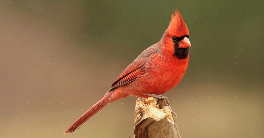 Identification du cardinal nordique
