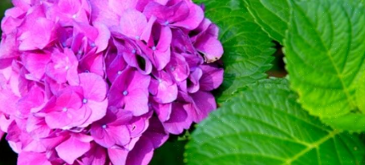 Le plus grand défi dans le séchage des hortensias est de savoir quand couper les fleurs