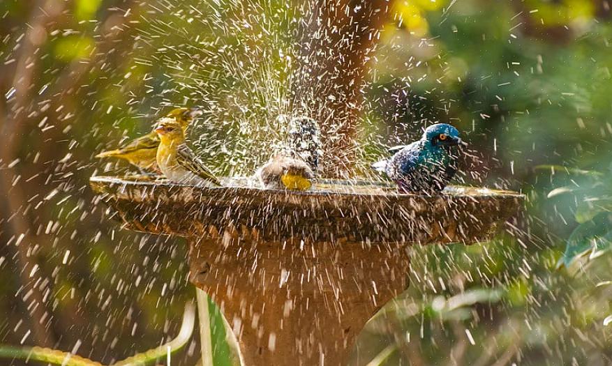 Un bain d'oiseaux chauffé robuste est le meilleur choix