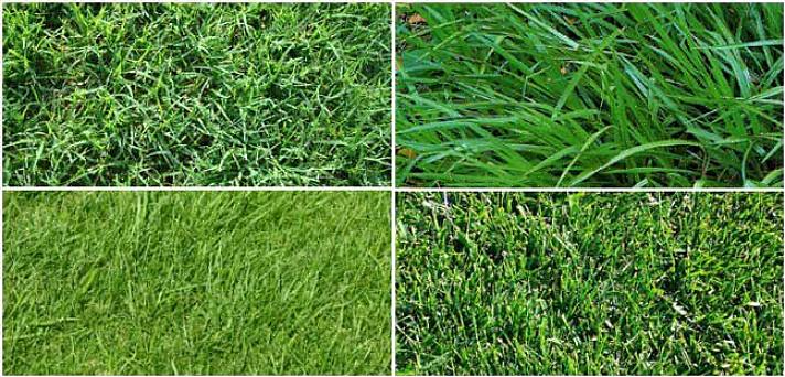Les avantages de l'herbe zoysia sont les suivants