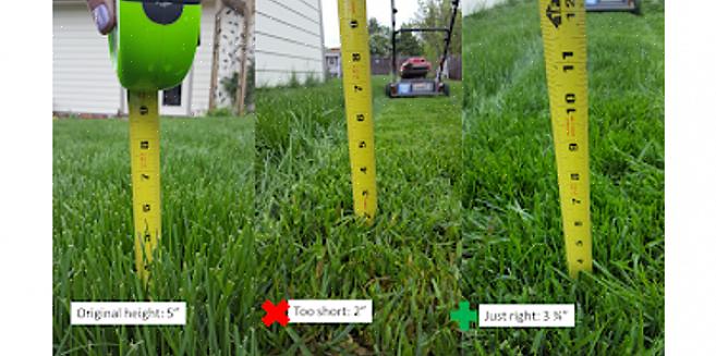 Il existe une règle générale pour déterminer la hauteur de l'herbe sur votre pelouse