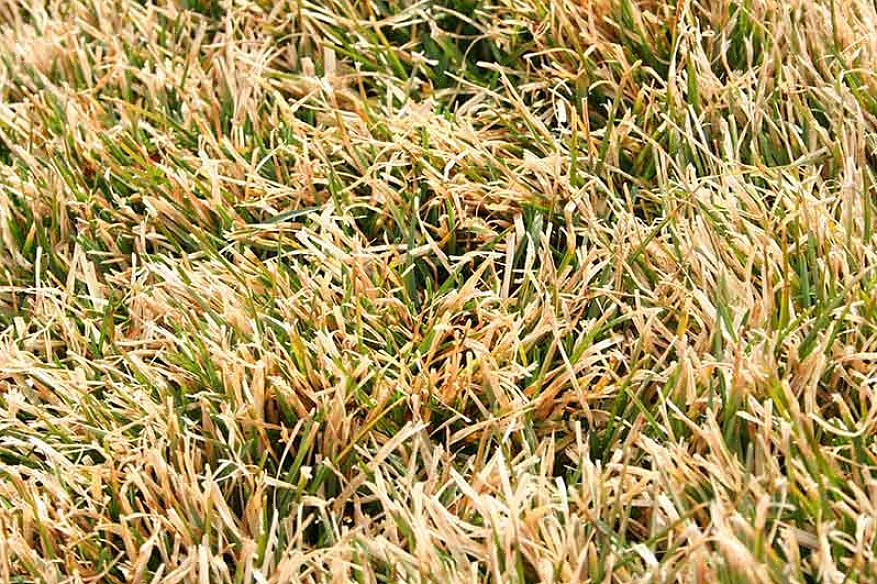 Toutes les variétés d'herbe de buffle sont considérées comme tolérantes à la sécheresse