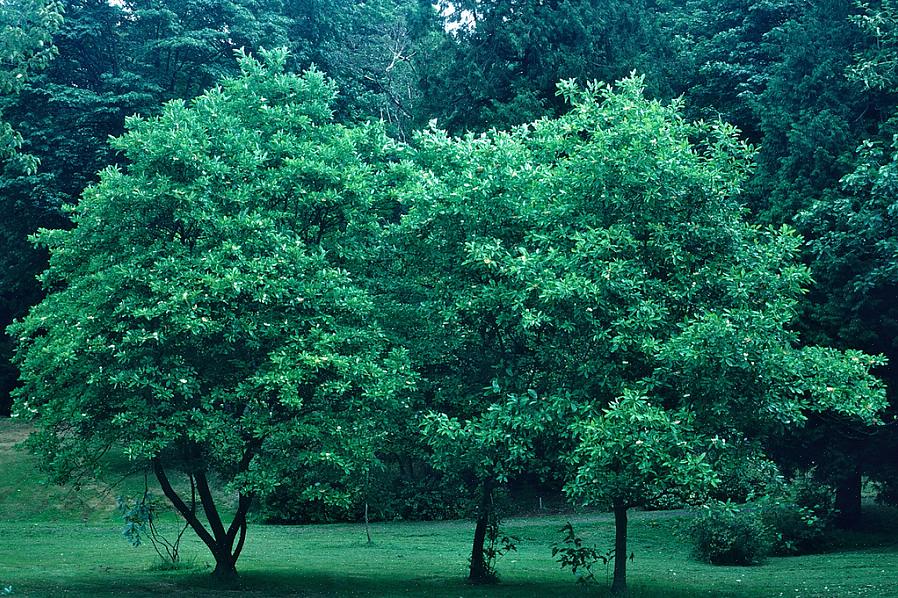 Le magnolia de Sweetbay (Magnolia virginiana) est un arbre ou un arbuste à fleurs qui peut être à feuilles