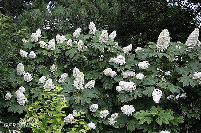 Les plantes hautes peuvent être coupées à l'automne