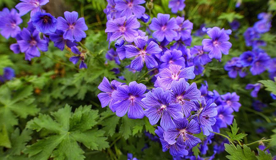 Geranium sanguineum se propage moins rapidement que Geranium endressii