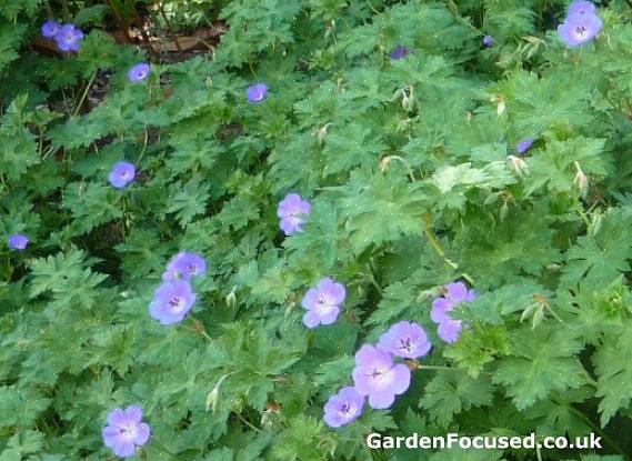 Le géranium Rozanne a été remarqué en raison de ses fleurs bleu-violet brillantes