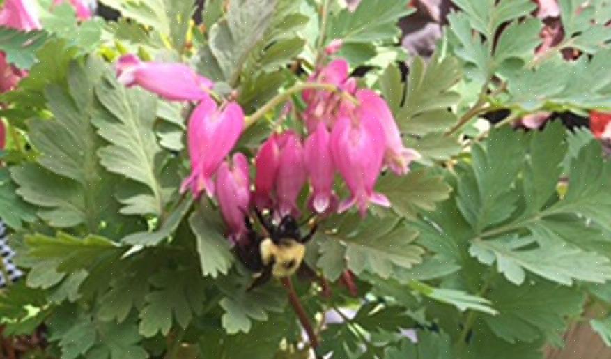 Les astilbes majestueux sont d'excellents fournisseurs de nectar de longue durée pour les jardins d'ombrage
