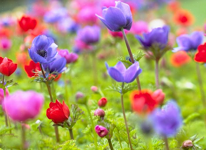 Les fleurs d'anémone sont depuis longtemps les préférées des fleuristes