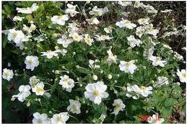 L'anémone 'Honorine Jobert' est l'une de ces fleurs de jardin typiquement anglaises