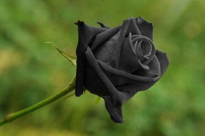 Vous êtes-vous déjà demandé ce que signifient les roses noires