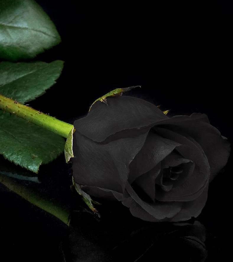 Que signifient les roses noires