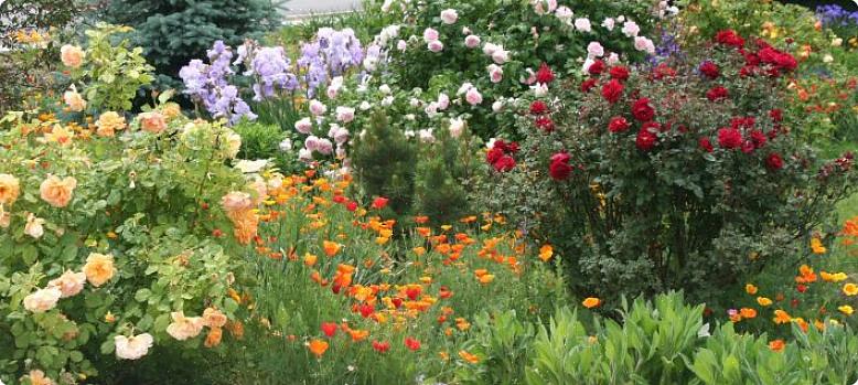 Les abondantes gerbes de fleurs bleues engloutissent les fleurs roses