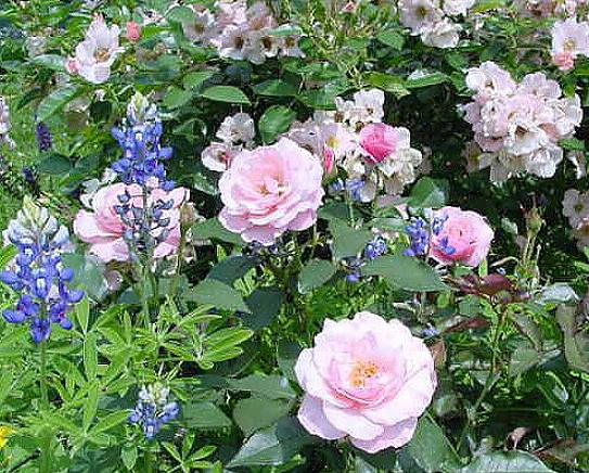 Le feuillage gris des arbustes caryopteris compensera magnifiquement toute couleur rose