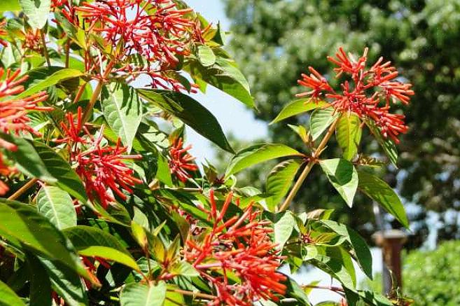 Firebush peut être cultivé soit comme annuelle dans les régions du nord