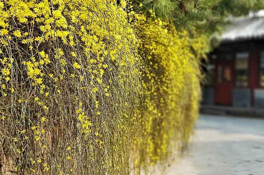 Les plantes de jasmin d'hiver sont originaires de Chine