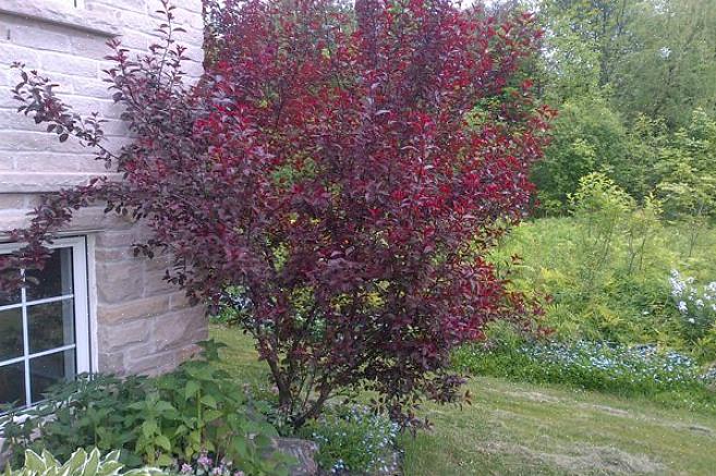 Le cerisier à feuilles violettes atteint 7 à 10 mètres de haut