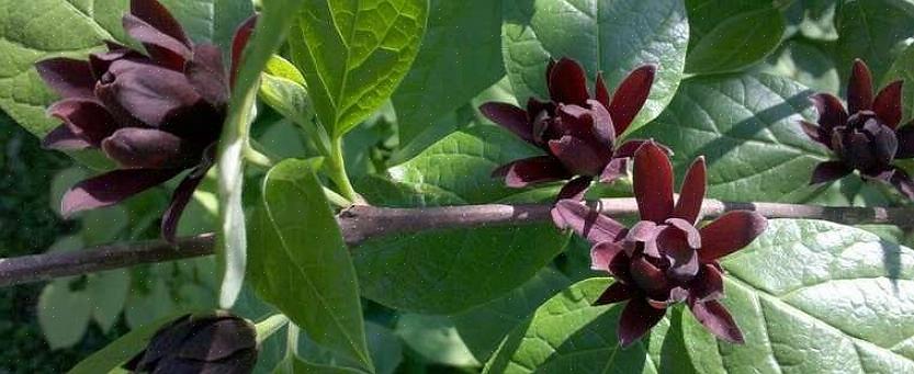 Vous pouvez voir cette plante nommée comme l'arbuste à bonbons de Californie