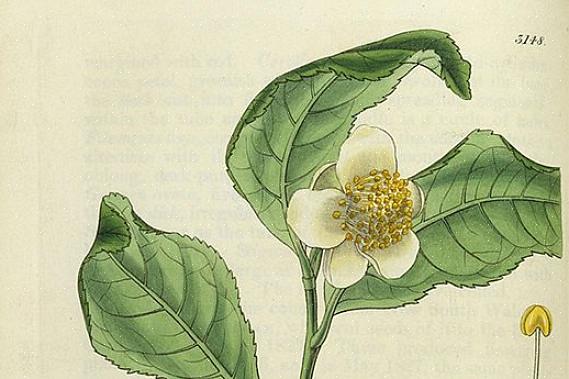Camellia sinensis (ou théier) est utilisé pour fabriquer la plupart des thés traditionnels contenant