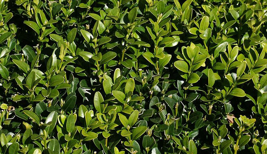 Les viornes à feuilles persistantes sont de beaux arbustes à feuilles persistantes à feuilles larges