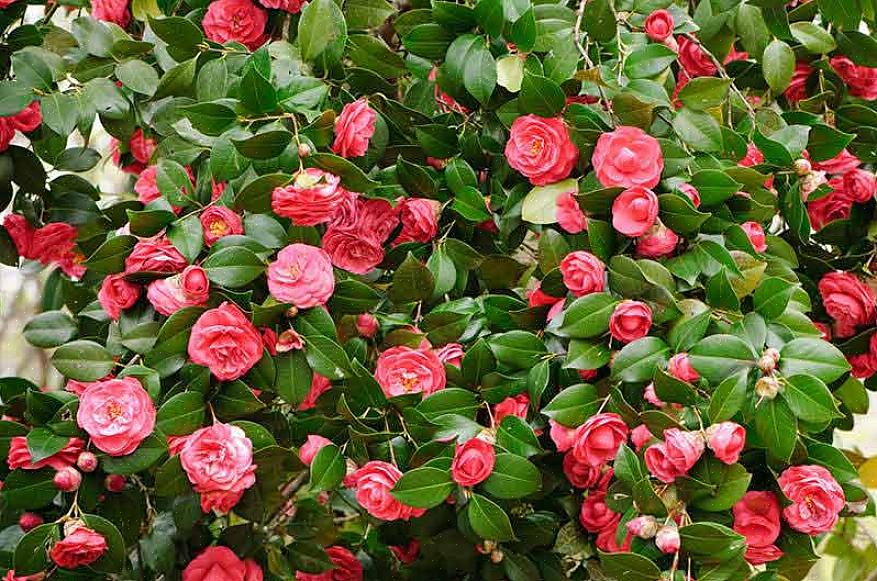 Camellia sinensis produit des fleurs qui produisent du thé