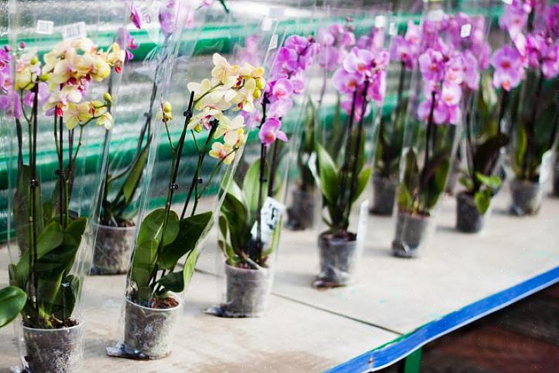 Choisir une orchidée en bonne santé est important même si la plante est conçue comme un cadeau ou simplement