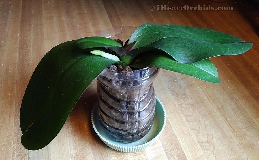 Il est préférable d'acheter des plantes qui ne sont pas en fleurs