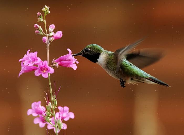 Les colibris sont des acteurs importants dans le processus