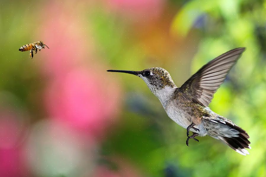 Les colibris jouent un rôle crucial dans la pollinisation de nombreux types de fleurs