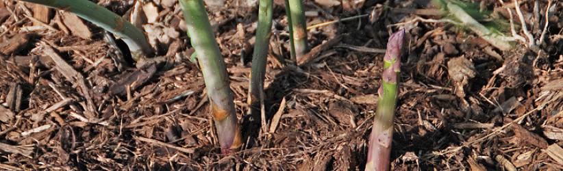 Une autre raison de transplanter des asperges est de déplacer les plants d'asperges vers un site