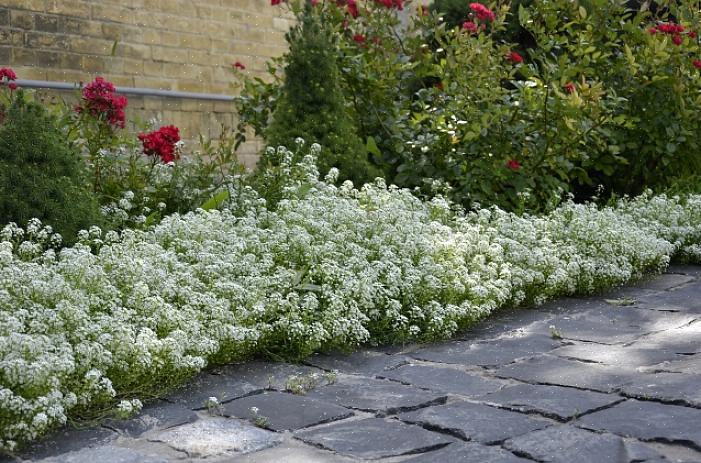 Les fleurs blanches simplifient la conception d'un jardin