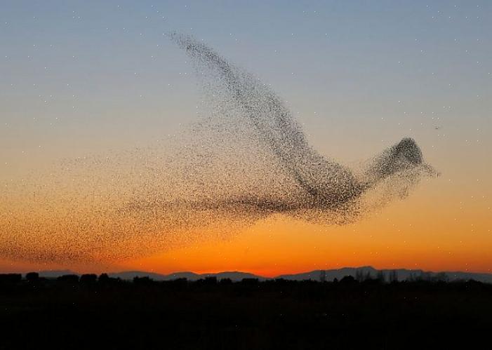 Les oiseaux forment souvent des troupeaux pendant la recherche de nourriture