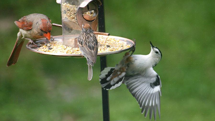 La graine qui se répand des mangeoires à oiseaux suspendues crée une zone d'alimentation automatique au sol