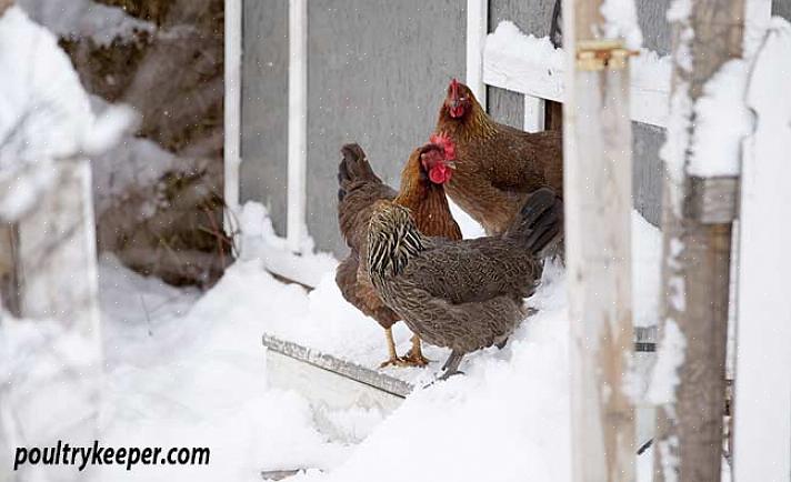 Les poulets n'ont pas besoin de chauffage