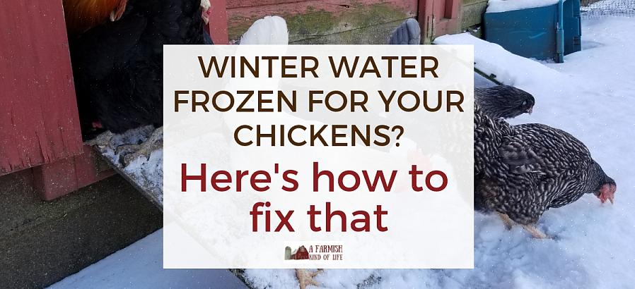 Vous vous demandez peut-être si vos poulets seront suffisamment chauds ou s'ils continueront à pondre