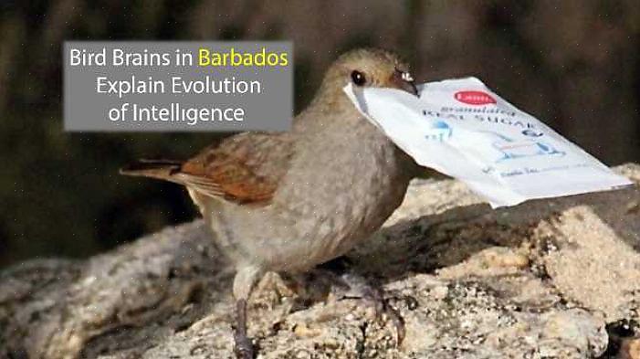 Tous les oiseaux ne sont pas aussi intelligents