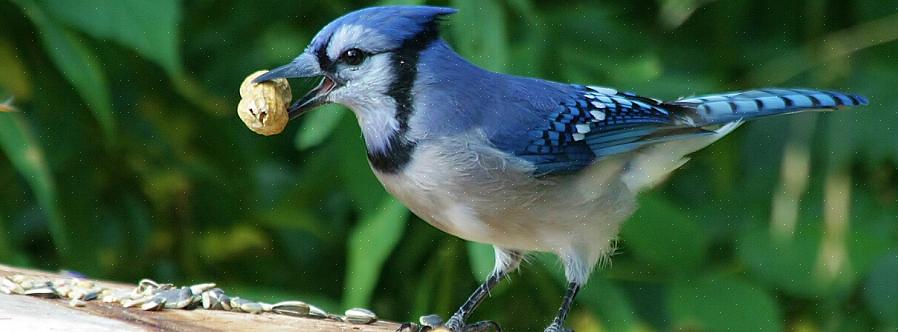 Visitent fréquemment les bains d'oiseaux pour boire