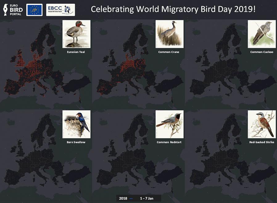 Il s'agit du type de migration le plus courant avec de nombreux oiseaux qui migrent de l'Arctique vers