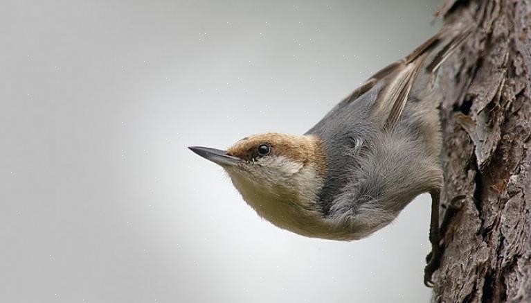Les sittelles sont de merveilleux petits oiseaux guillerets qui sont souvent aperçus sautillant à l'envers