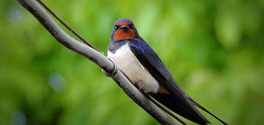 Il est possible d'identifier avec précision différentes espèces d'oiseaux hirondelles