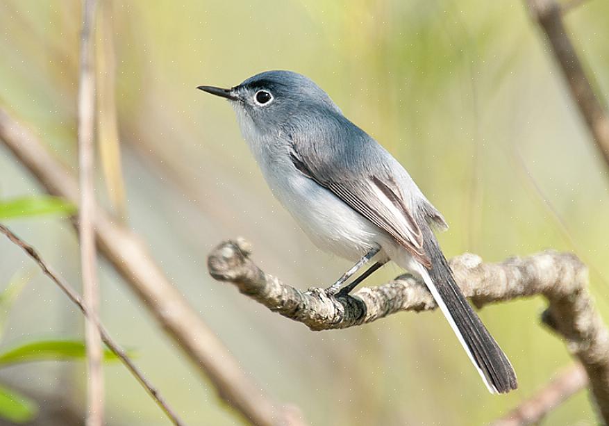 Le moucheron bleu-gris est un oiseau énergique mais il est souvent négligé car il reste