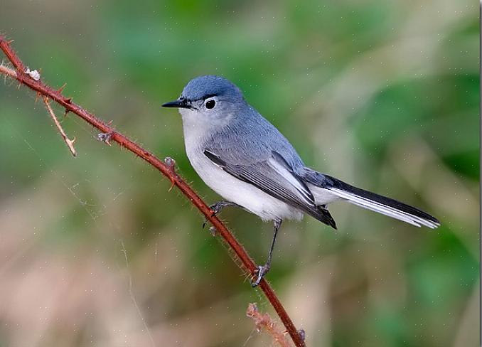 Les arbres matures à feuilles caduques sont essentiels pour le fourrage des moucherons bleu-gris