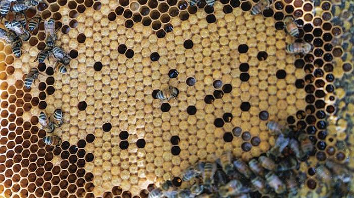 Accumulé de nombreuses connaissances en apiculture