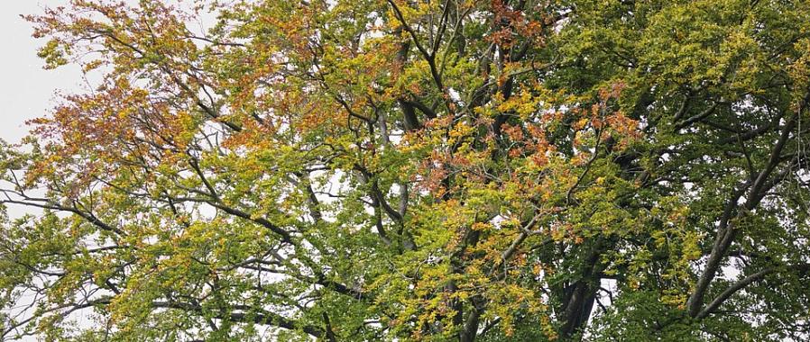 Le hêtre européen est un spécimen assez sans problème qui fait un excellent arbre d'ombrage