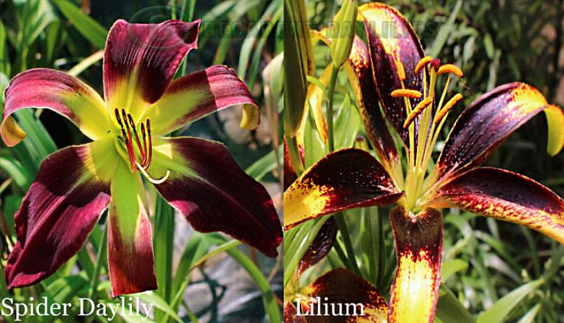 Il est facile de distinguer les deux plantes en regardant les feuilles