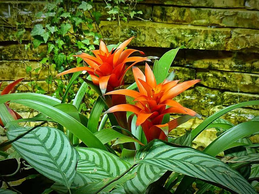 Explorez 12 plantes à fleurs populaires qui vous aideront à aimer à nouveau votre jardin lorsque