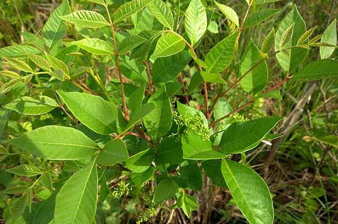 Les tiges des feuilles de sumac vénéneuses nous aident en outre à identifier la plante