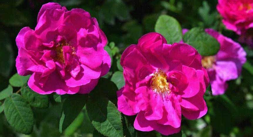 La taille à tailler les roses Rugosa dépend de la taille que vous souhaitez qu'elles soient