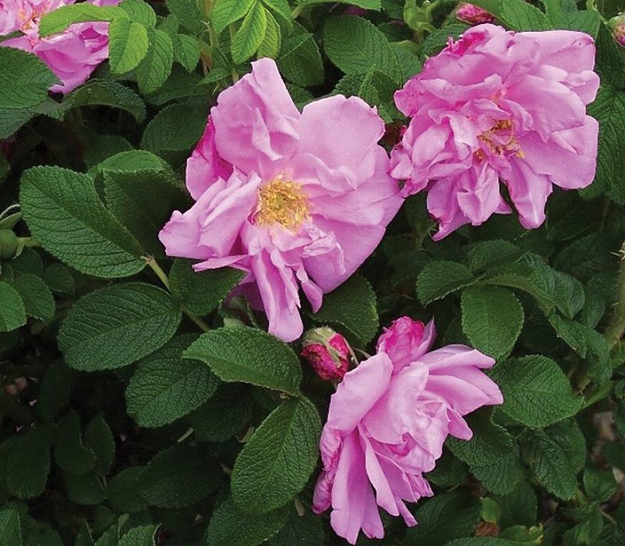Une rose Rugosa fera un joli dos de la plante de la bordure ou du point focal